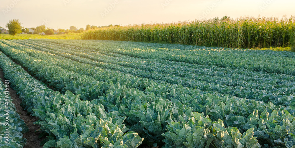 Fototapeta premium Broccoli plantations in the sunset light on the field. Cauliflower. Growing organic vegetables. Eco-friendly products. Agriculture and farming. Plantation cultivation. Selective focus