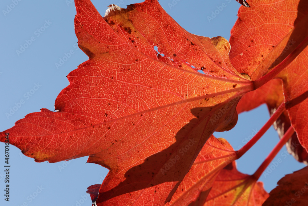 Widok na jesień z różne kolorowymi liśćmi drzew żółto czerwone.  - obrazy, fototapety, plakaty 