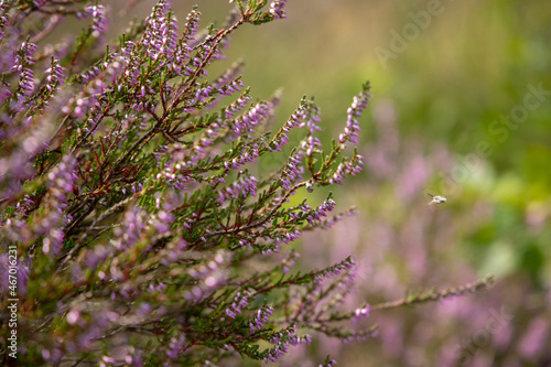 blooming heather © Ingrid