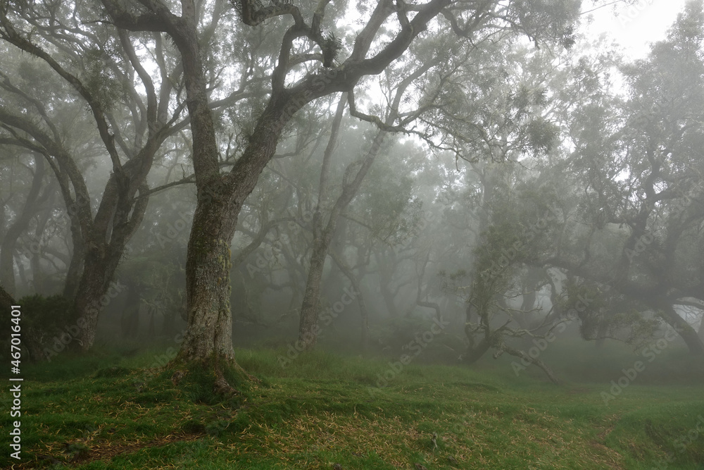 Trek sur l'île de le Réunion dans la plaine des Chicots dans le brouillard et la pluie (forêt tropicale et fougères arborescentes)