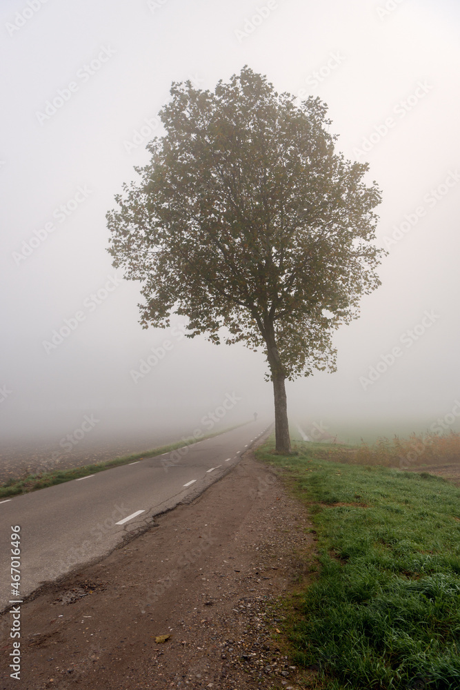 Vertical image of a solitary tree along the side of a Dutch country road. It is a very foggy morning in the fall season.