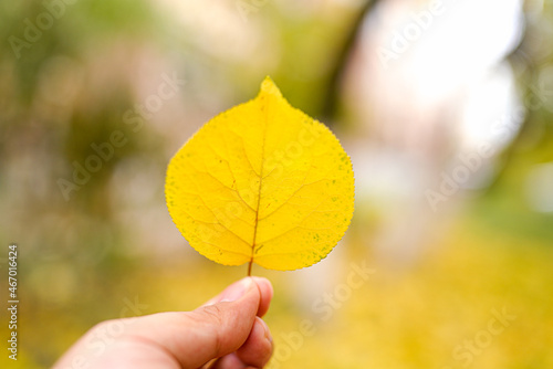 Little yellow leaves on children s hands in autumn