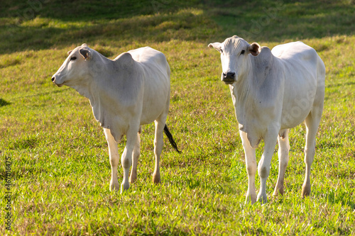 Fototapeta Naklejka Na Ścianę i Meble -  white nelore cows in the pasture
