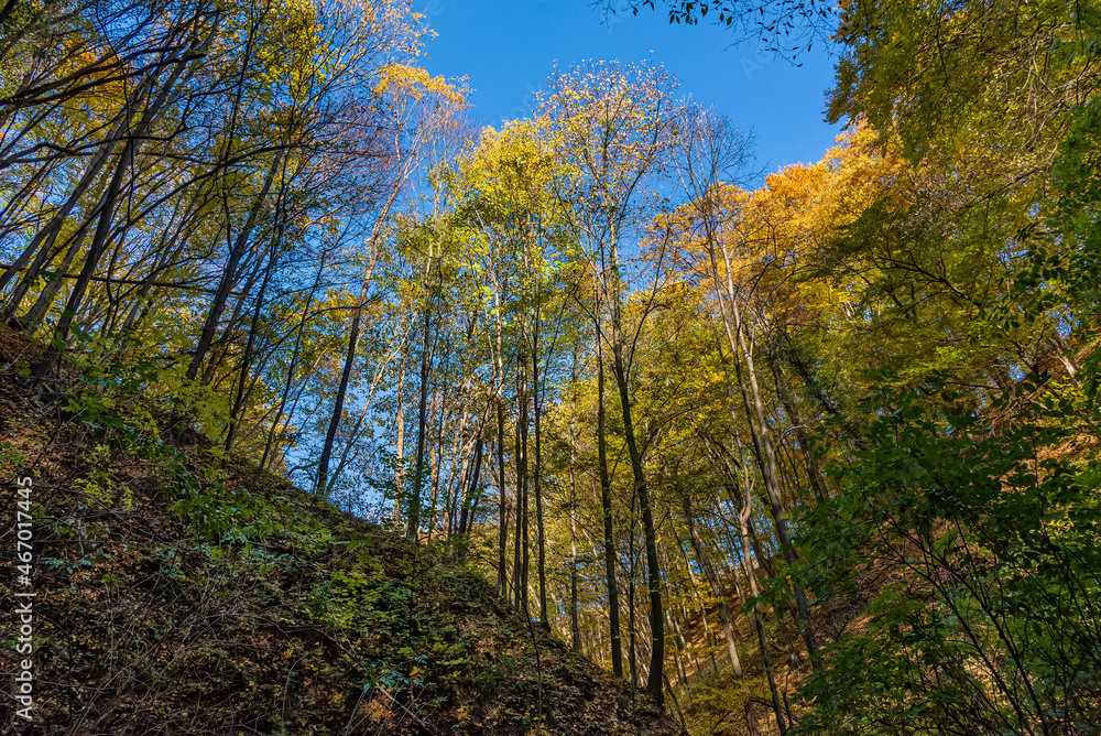 Autmn leaves with sunbeams passing trough. Autumn on Fruska gora, a beautiful forest in Serbia and Vojvodina. Autmn leaves with sunbeams passing trough. Autumn on Fruska gora, a beautiful forest in Serbia and Vojvodina.