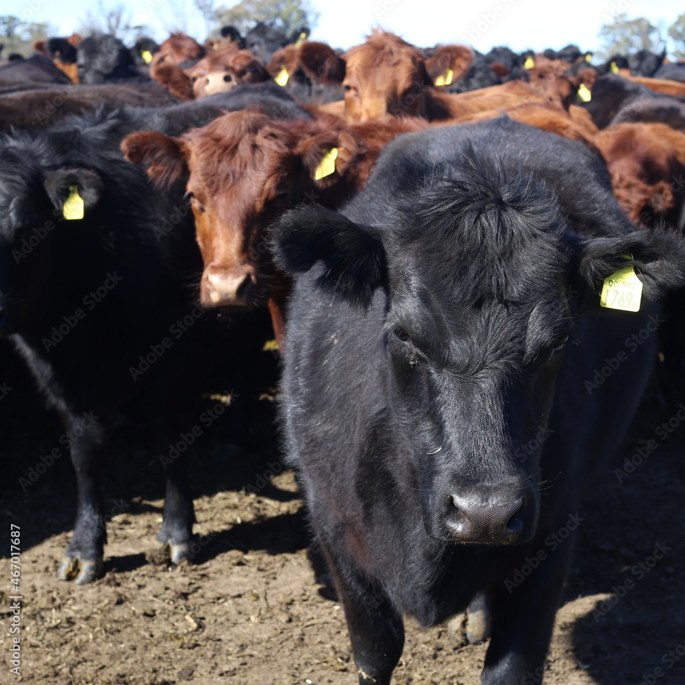 Fototapeta premium COWS LOOKING AT THE CAMERA