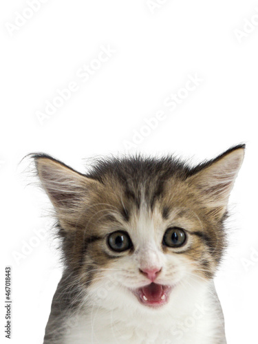 Fototapeta Naklejka Na Ścianę i Meble -  Cute fluffy kitten, isolated, portrait