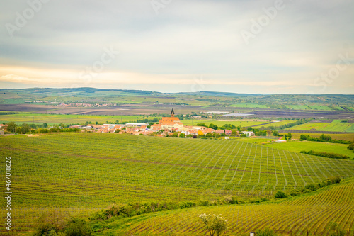 Endless vineyards of white wine in Moravia region in Czech Republic.