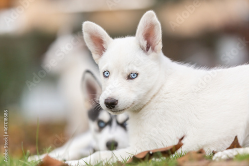 Portrait of a cute husky puppy dog in a autumnal garden outdoors