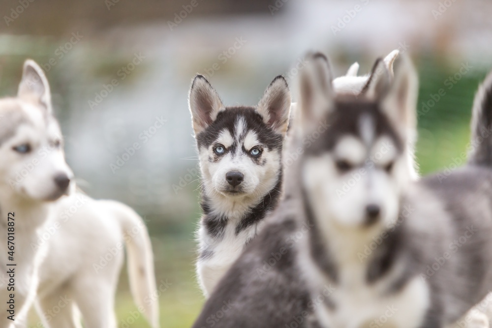 Portrait of husky puppy dogs. Littermates playing together in a garden outdoors Portrait of husky puppy dogs. Littermates playing together in a garden outdoors