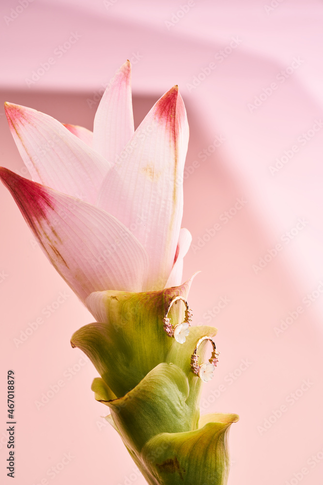 Jewelry fashion photography. Earrings on a pink flower on pinl background. content creative minimalist shooting. Jewelry fashion photography. Earrings on a pink flower on pinl background. content creative minimalist shooting.