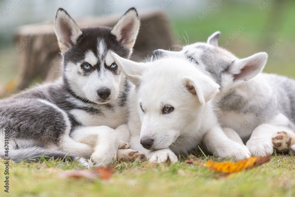 Portrait of cute husky puppy dogs cuddling together in a garden outdoors Portrait of cute husky puppy dogs cuddling together in a garden outdoors