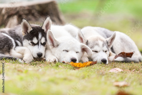Portrait of cute husky puppy dogs cuddling together in a garden outdoors