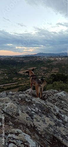 sunset in the mountains with a dog