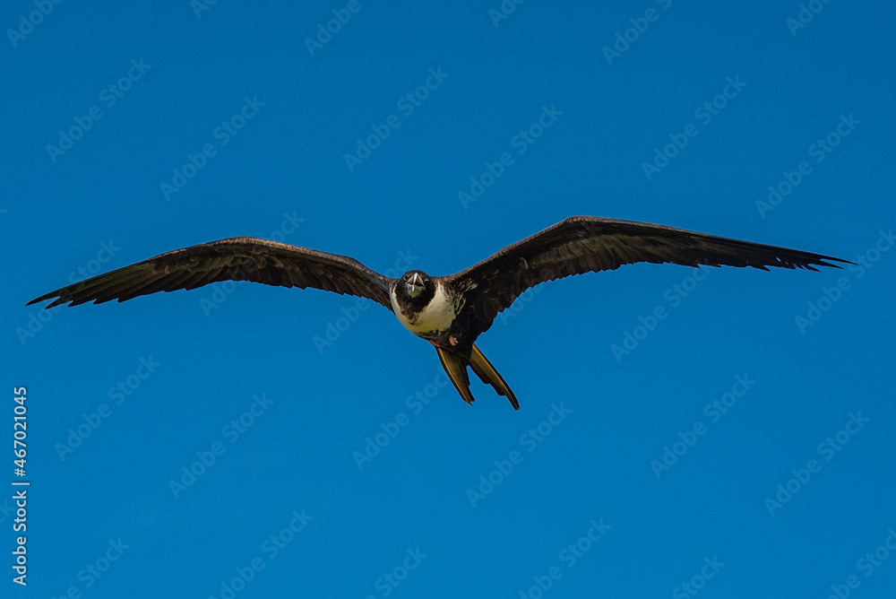 A single female frigate flying through the sky above the Booby Pond in Little Cayman, with a nice blue backdrop and a well lit up face A single female frigate flying through the sky above the Booby Pond in Little Cayman, with a nice blue backdrop and a well lit up face