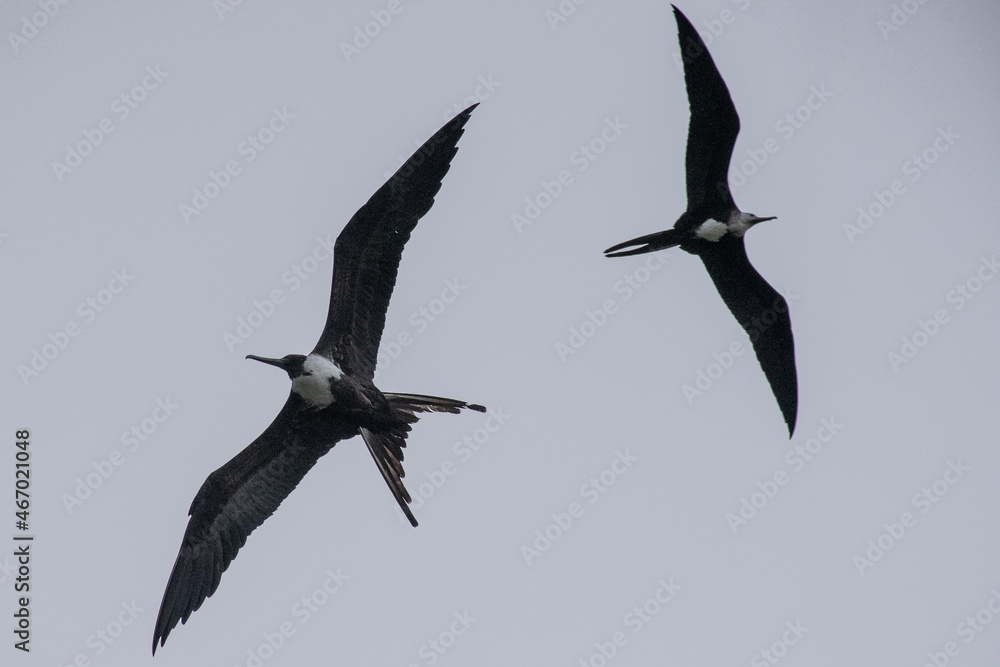 A pair of female frigates up in the sky above the booby pond in Little Cayman A pair of female frigates up in the sky above the booby pond in Little Cayman