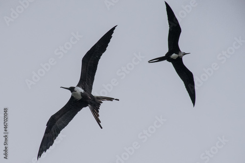 Canvas Print A pair of female frigates up in the sky above the booby pond in Little Cayman