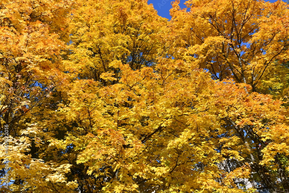 Fototapeta premium maple crown with yellow leaves on a sunny autumn day