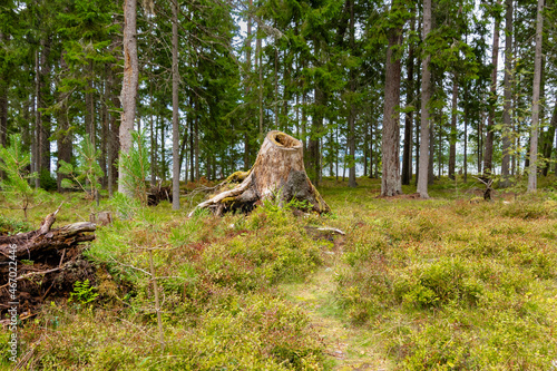 Vana-Jüri kivid Käsmu in Estland