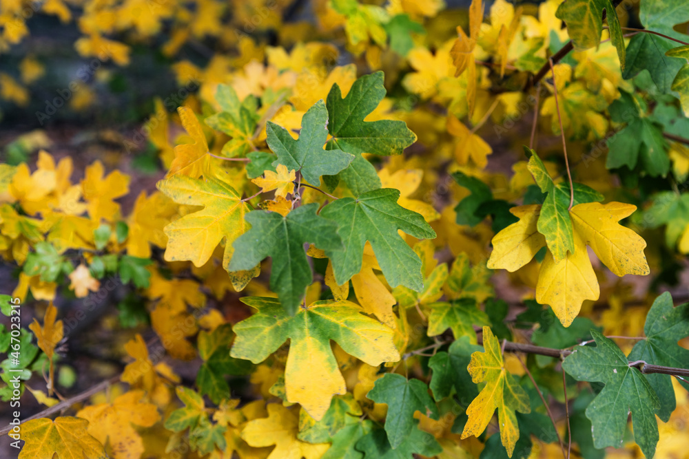 green and yellow autumn colored leaves green and yellow autumn colored leaves
