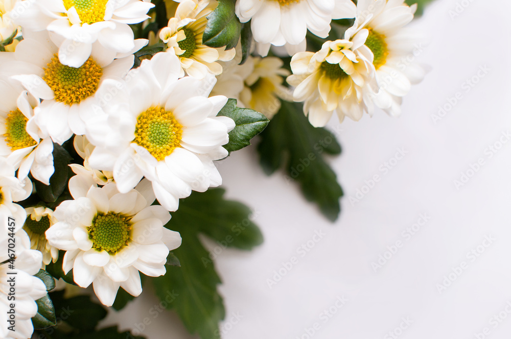 Obraz premium White chrysanthemums with yellow cores and green leaves with blurred edges on a white background as a texture or background