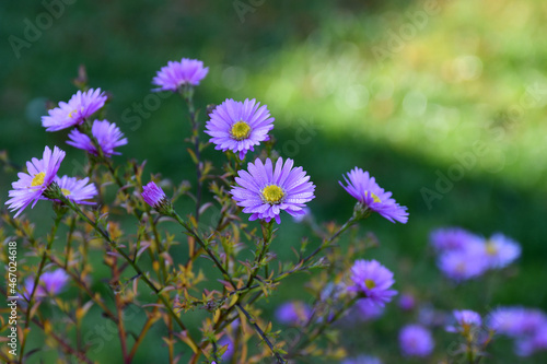 The last autumn flowers in the garden . Selective focus . Blurred background . Perennial small asters or chrysanthemums . Water drops on a flower