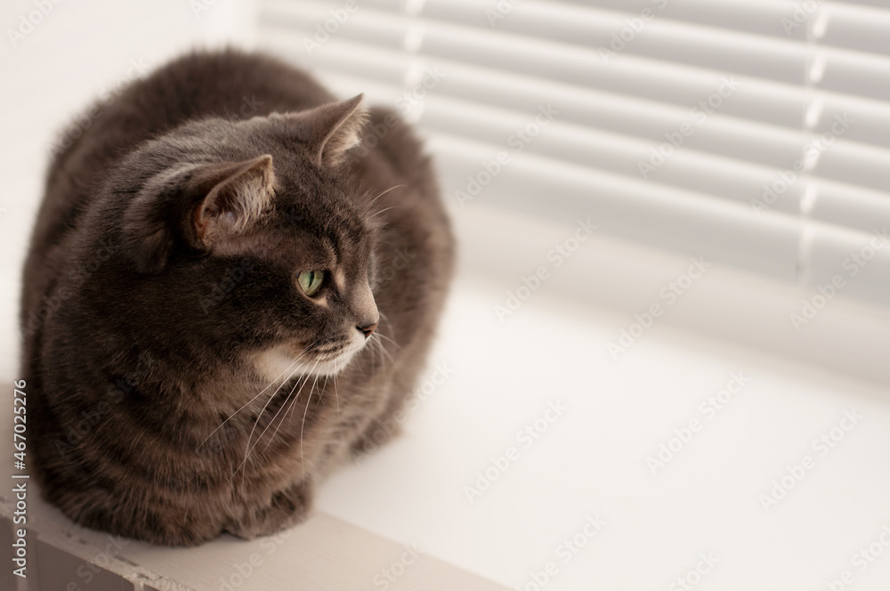 A gray tabby cat with green eyes sits on the window and looks away