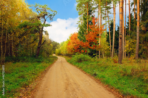 Fototapeta Naklejka Na Ścianę i Meble -  leśna droga jesienią