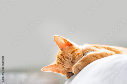 Tableau sur toile Cute ginger kitten sleeps