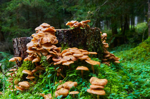 Fotografia Mushrooms on dead wood, close-up. (Hallimasch)