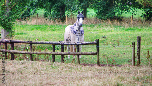 horse in a rug in the pasture, England