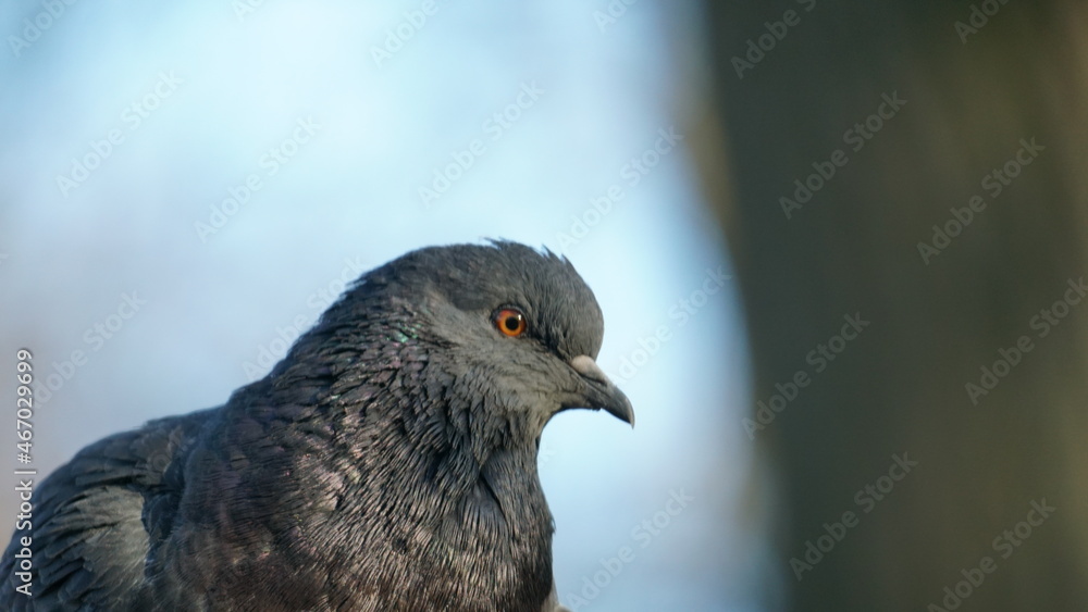 close up of a pigeon