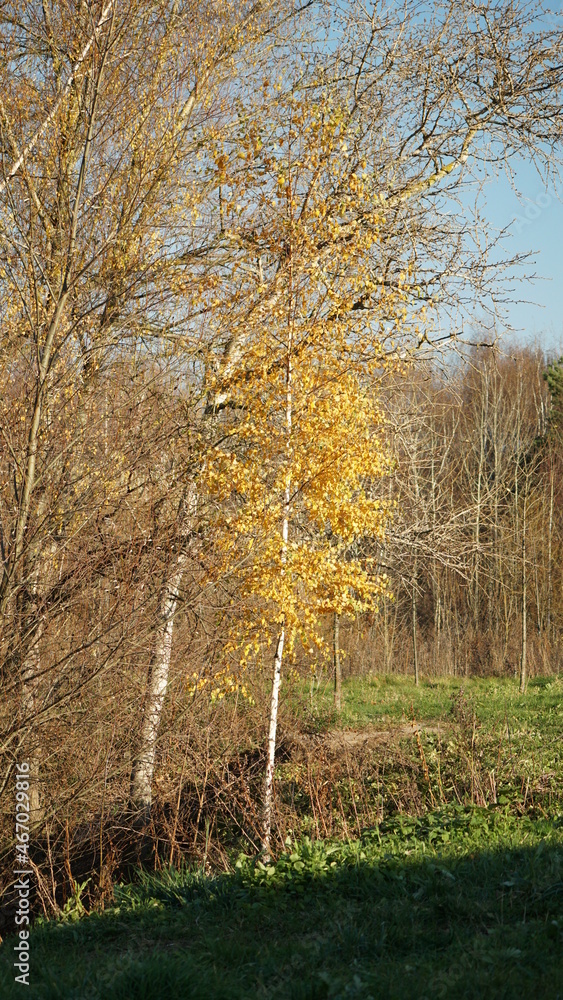 Obraz premium autumn in the forest