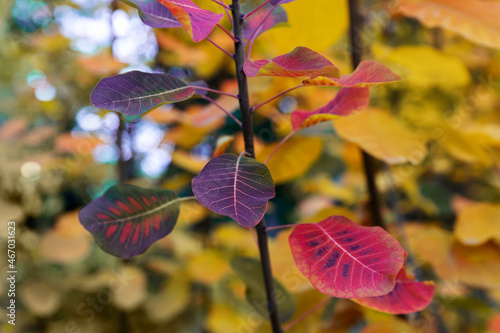 detail of a branch of a tree with colorful leaves