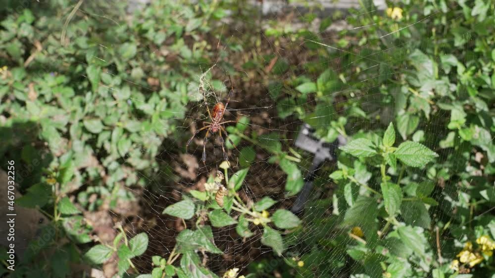 This nature video shows a large orb weaver as it catches a meal worm in it's web that is blowing in the wind. This nature video shows a large orb weaver as it catches a meal worm in it's web that is blowing in the wind.