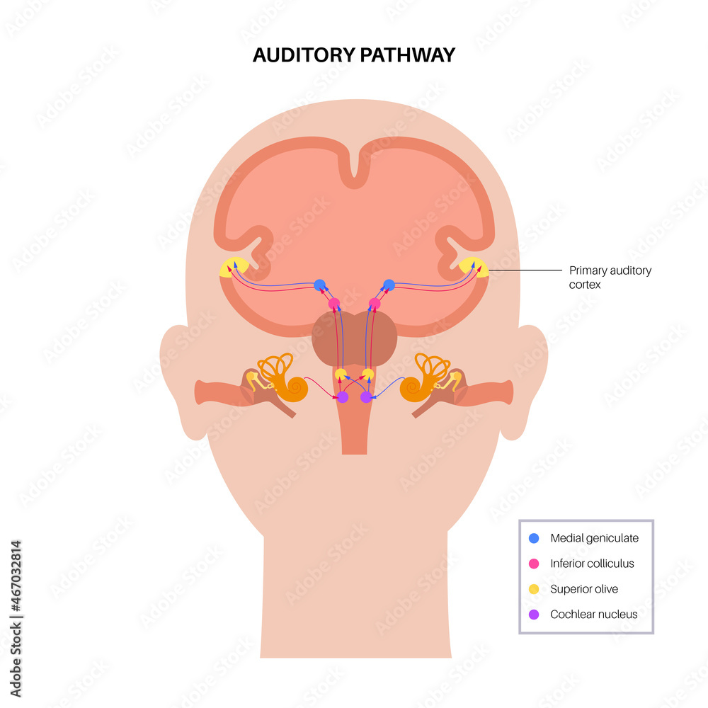 Auditory pathway diagram