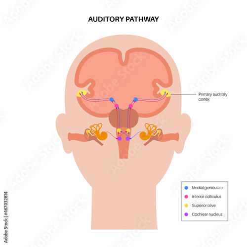 Auditory pathway diagram photo