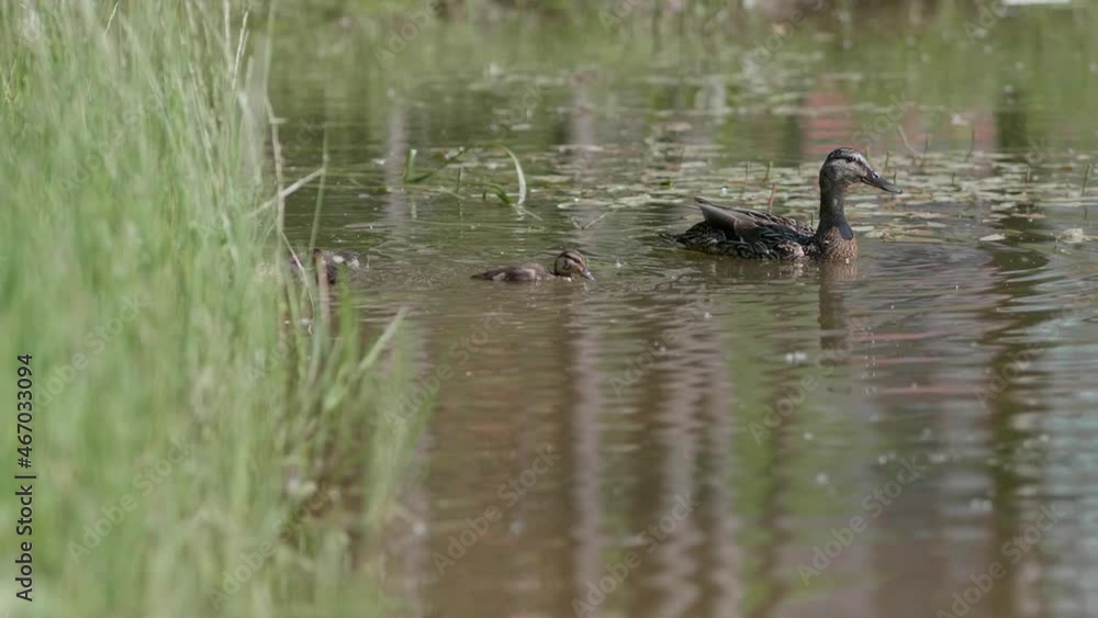 Female duck with ducklings swims in pond and looks for food on water surface. Female duck with ducklings swims in pond and looks for food on water surface.