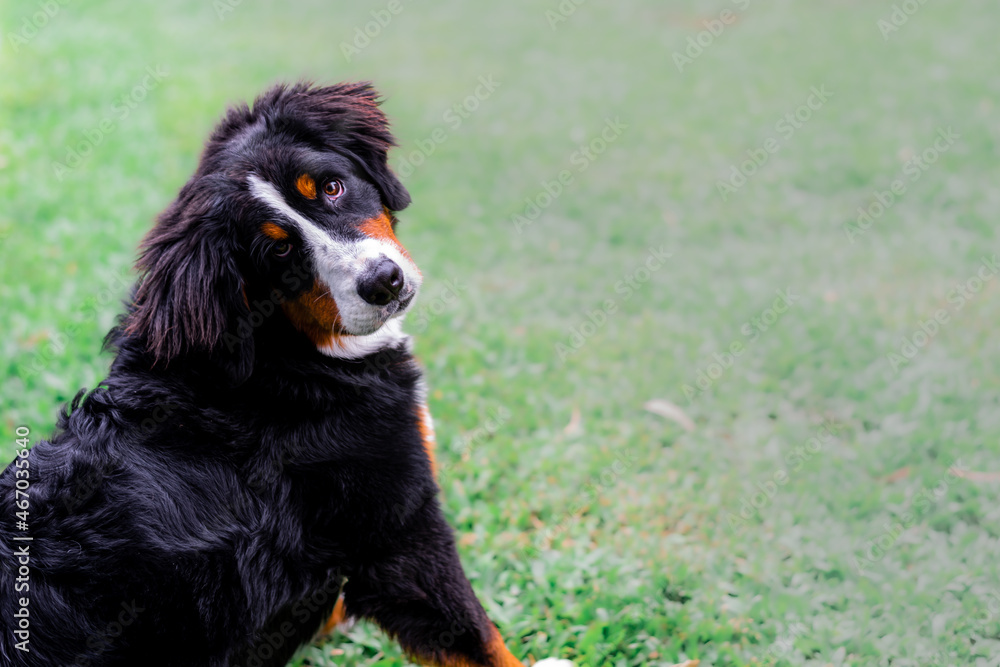 Beautiful Bernese Mountain Dog puppy