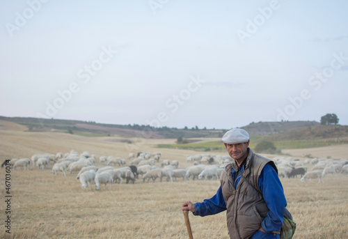 shepherd with flock of sheep in field