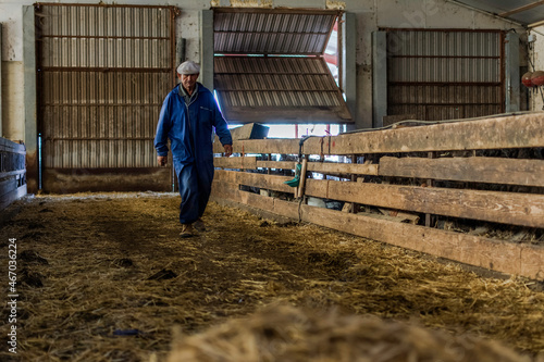 farmer working in a sheep barn