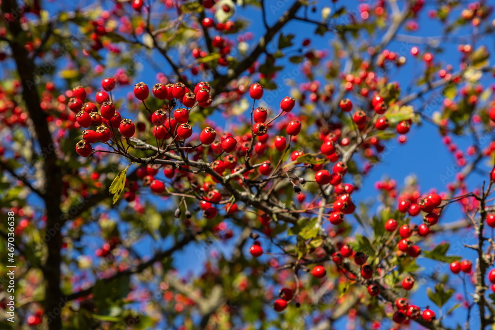 Branch of ripe hawthorn at sunny autumn day, close up