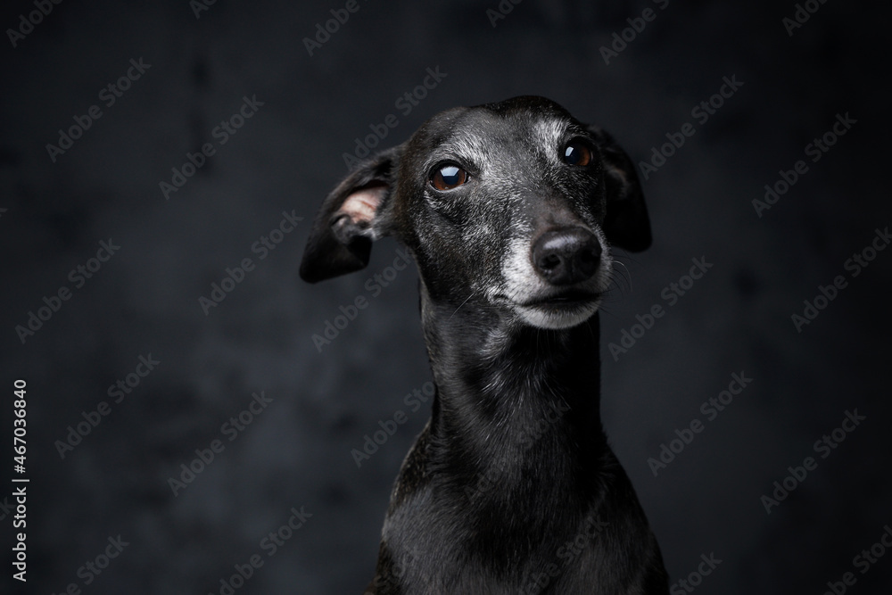 Portrait of cute black dog italian greyhound breed