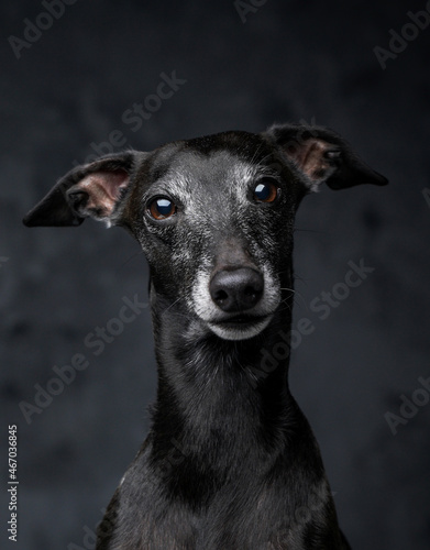 Headshot of adorable italian greyhound with pure black fur