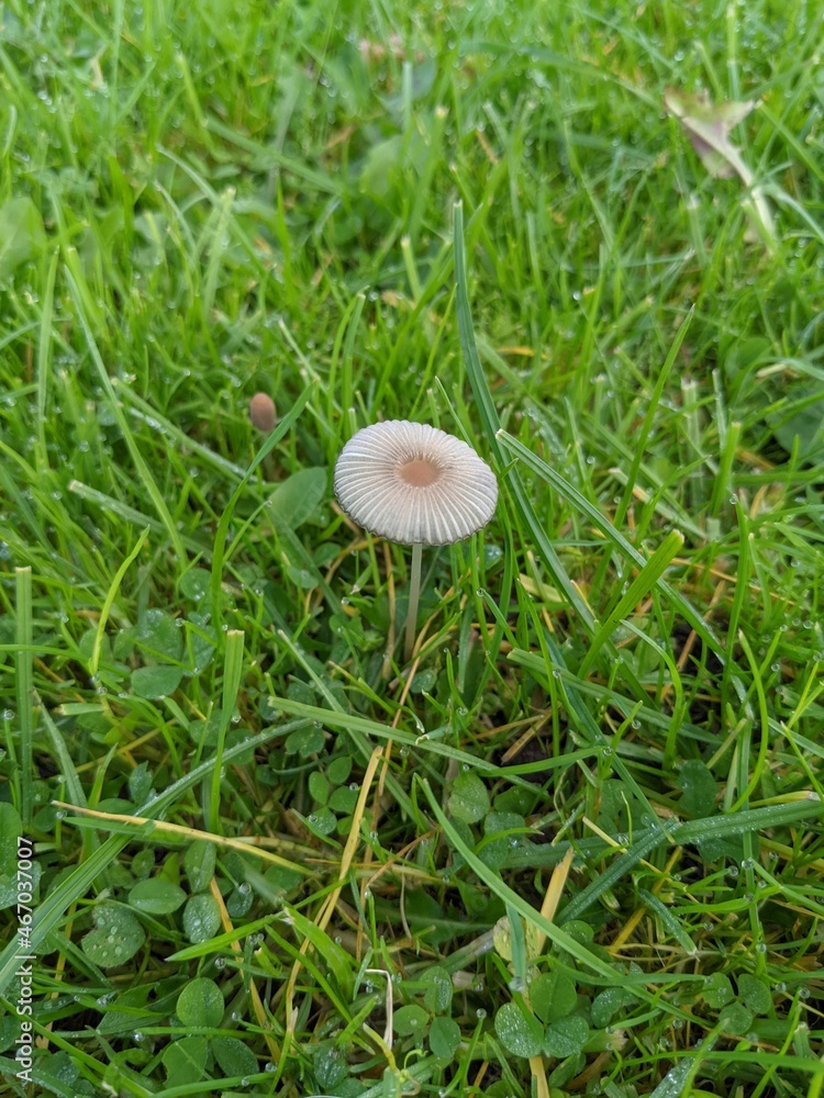 mushroom in the grass mushroom in the grass