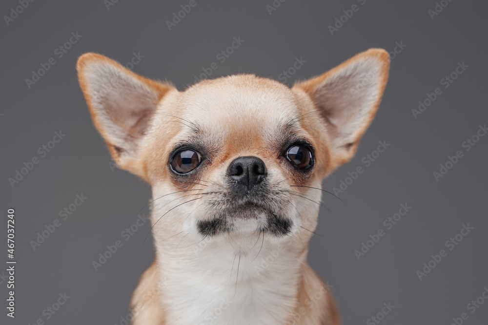Headshot of lovable chihuhua dog with peach fur Headshot of lovable chihuhua dog with peach fur