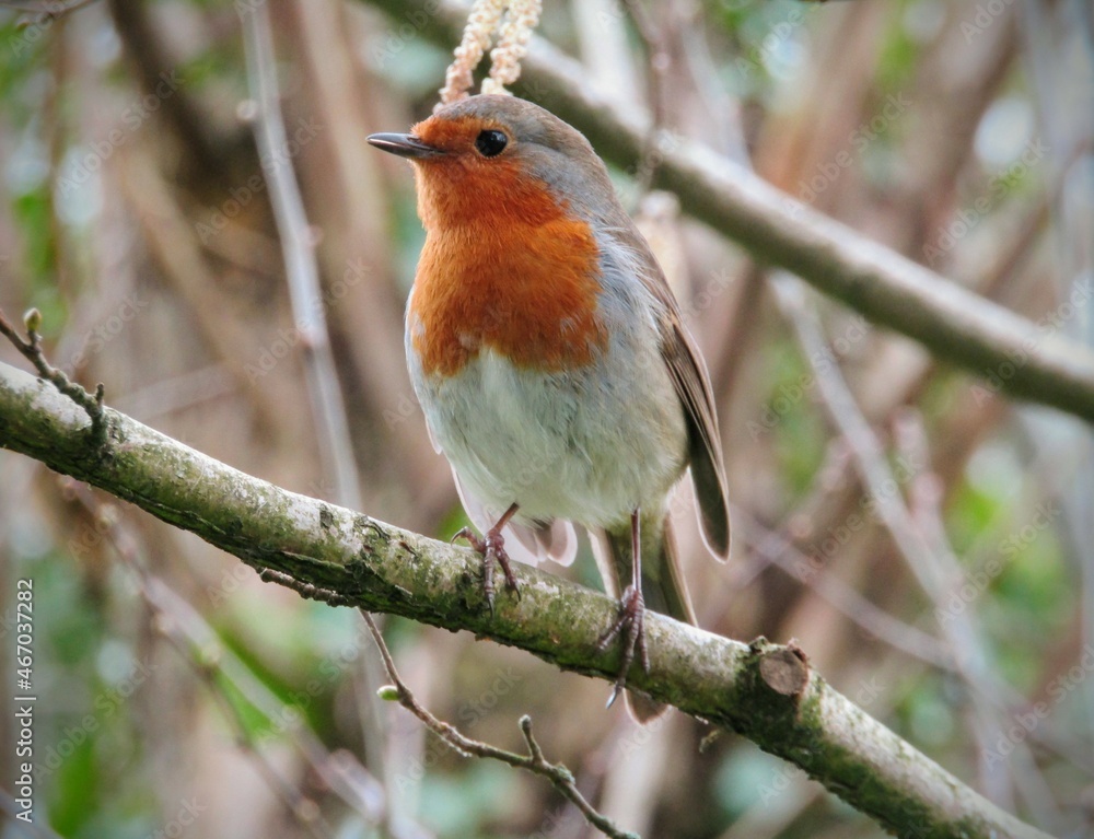 Fototapeta premium robin on a branch