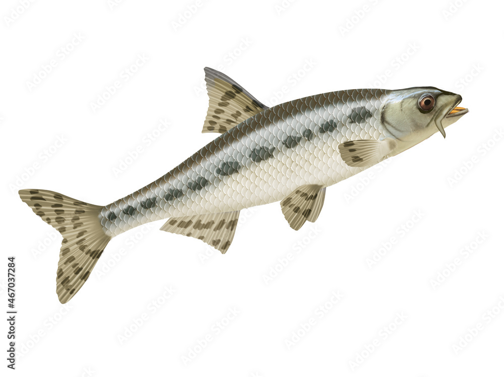 goujon, poisson, d'eau douce, aliment, isolé, frais, blanc, brut, fruits de mer, animal, pêche, ailette, sain, mer, queue, eau douce, attraper, fond blanc, tête,, nature, argent goujon, poisson, d'eau douce, aliment, isolé, frais, blanc, brut, fruits de mer, animal, pêche, ailette, sain, mer, queue, eau douce, attraper, fond blanc, tête,, nature, argent