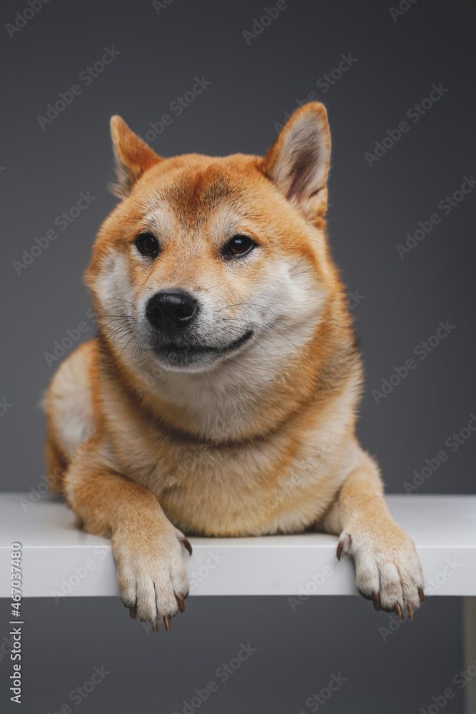 Charming dog shiba inu breed lying on white table
