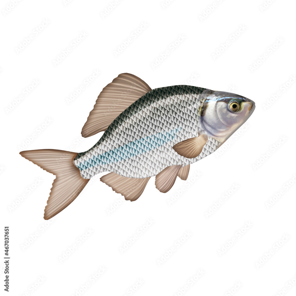 Obraz premium bouvière , poisson, d'eau douce, aliment, isolé, frais, blanc, brut, fruits de mer, animal, pêche, ailette, sain, mer, queue, eau douce, attraper, fond blanc, tête,, nature, argent