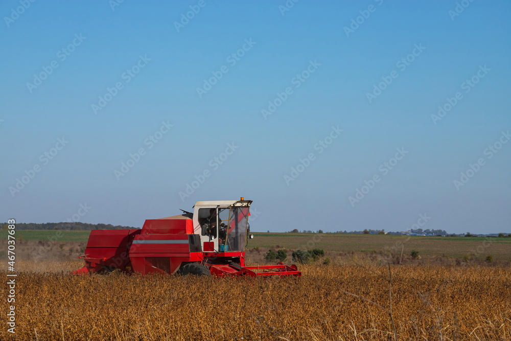 Obraz premium Red combine harvesting a crop of soybeans